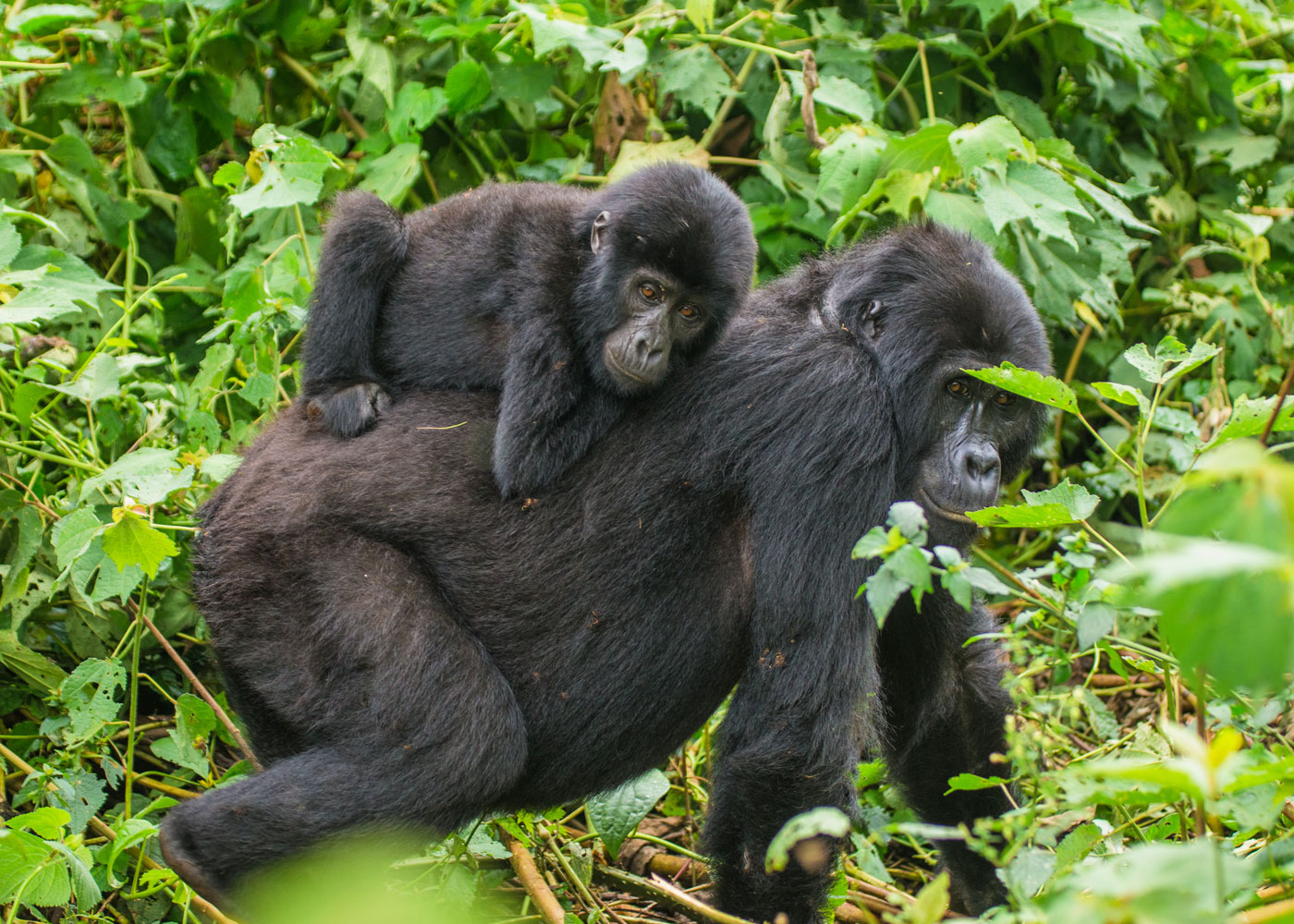 12-day-safari-gorilla-trekking-package