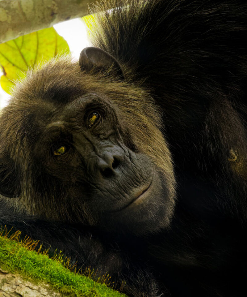 2-days-chimpanzee-trekking