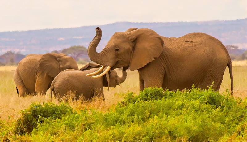 Elephants roaming in the Amboseli plains 3 Days Amboseli Africa Wildlife Safari