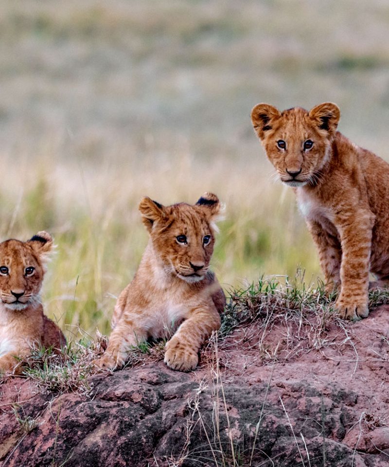 3-day-luxury-safari-in-maasai-mara
