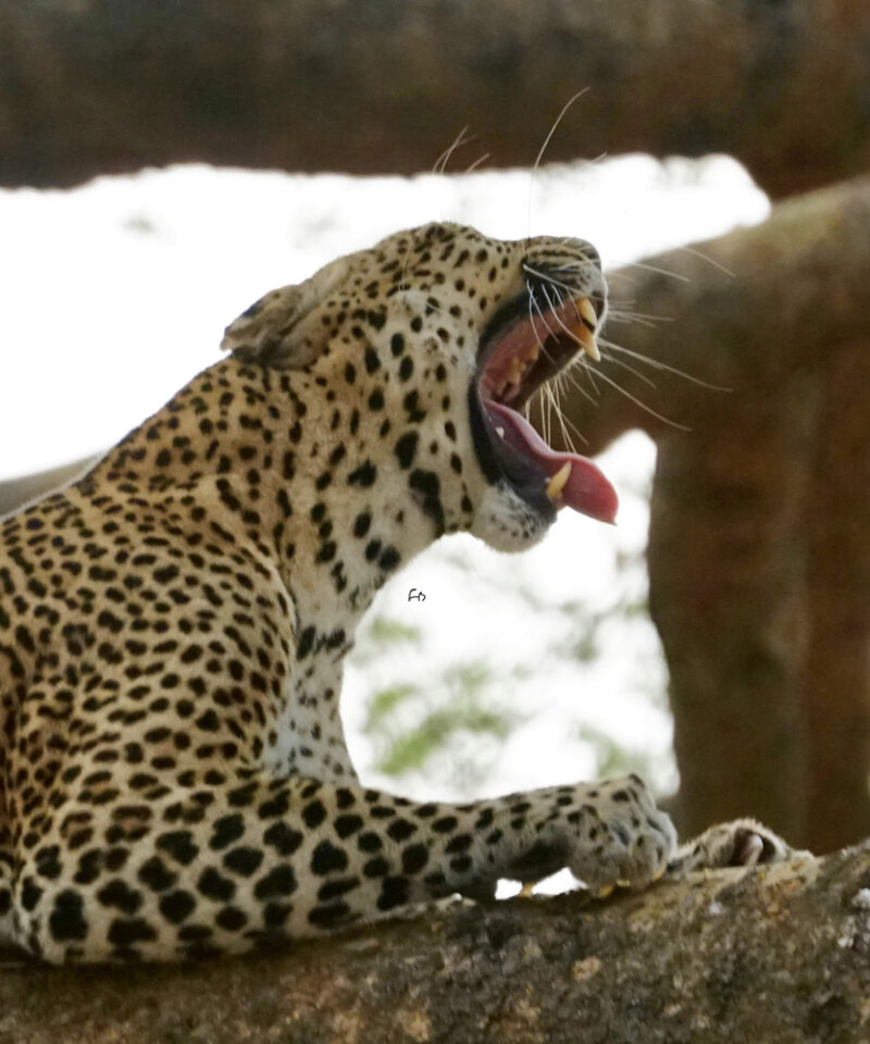 3-day-murchison-falls-including-big-5-sighting