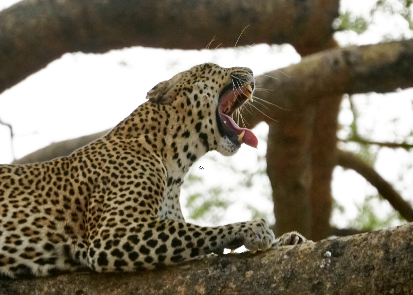 3-day-murchison-falls-including-big-5-sighting