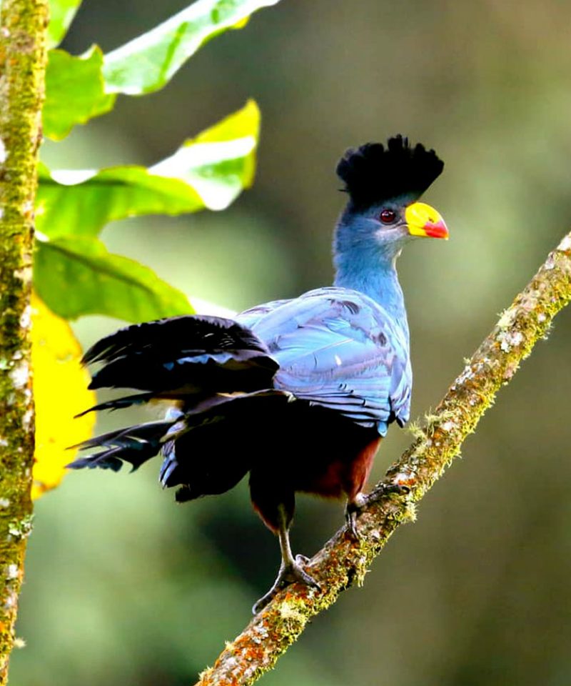 3-day-semuliki-birding-trip