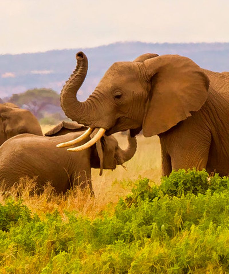 3-days-amboseli-africa-wildlife-safari