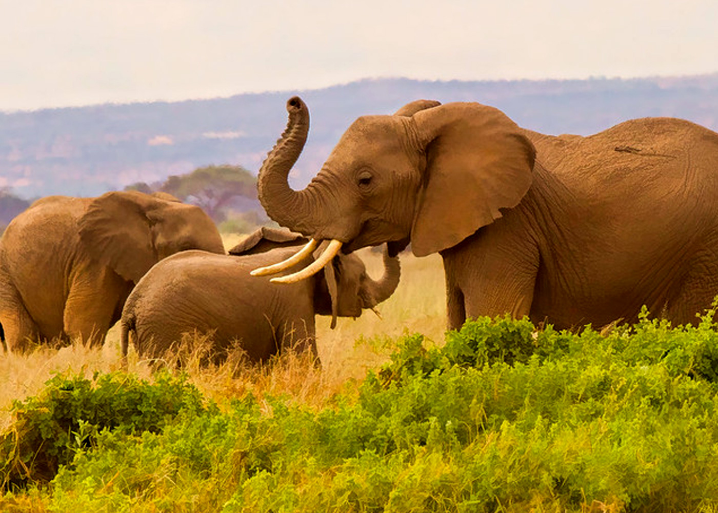 3-days-amboseli-africa-wildlife-safari