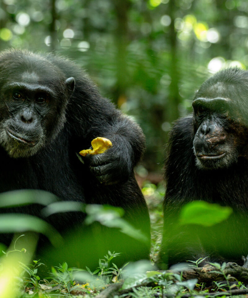 3-days-chimpanzee-trekking-kibale