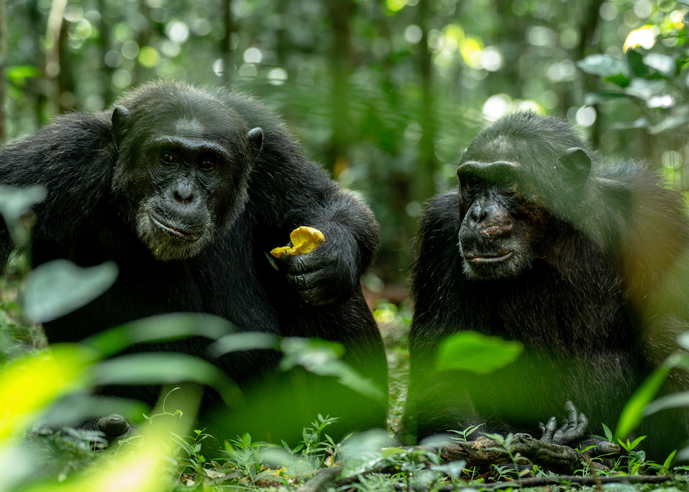 3-days-chimpanzee-trekking-kibale