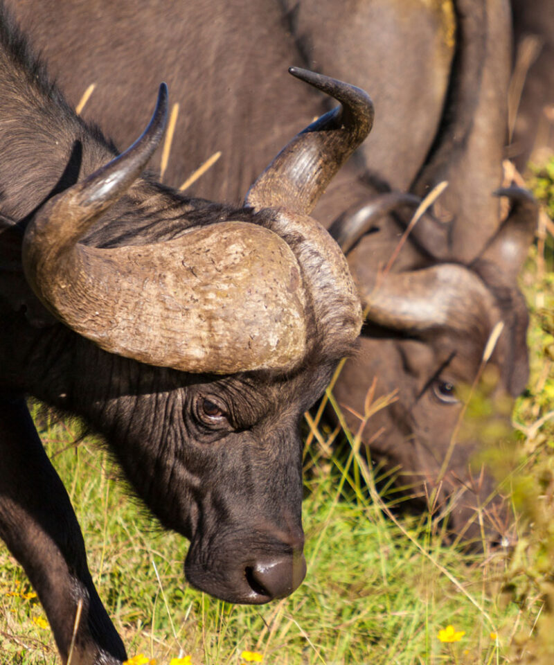 3-days-kidepo-valley-national-park-safari