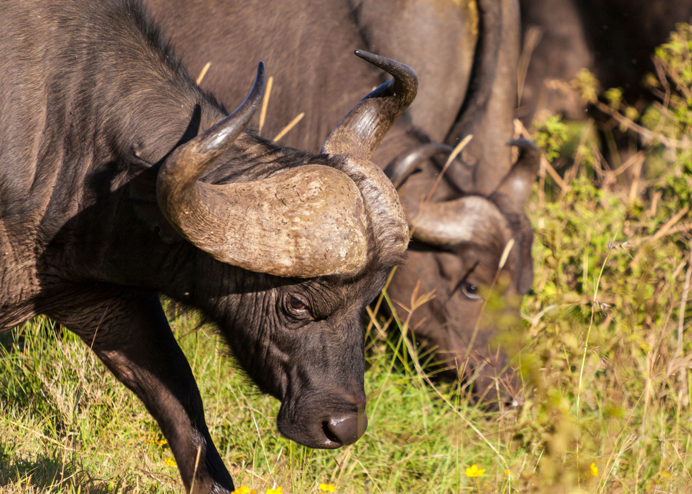 3-days-kidepo-valley-national-park-safari