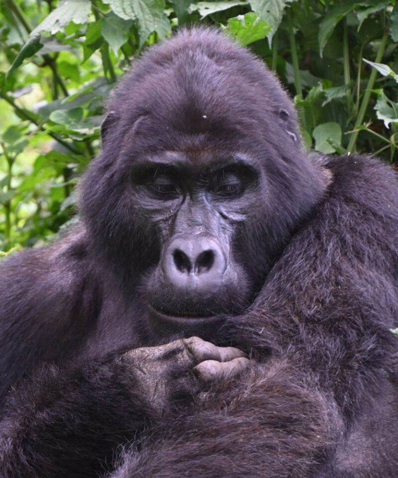3-days-uganda-gorilla-trekking-safari