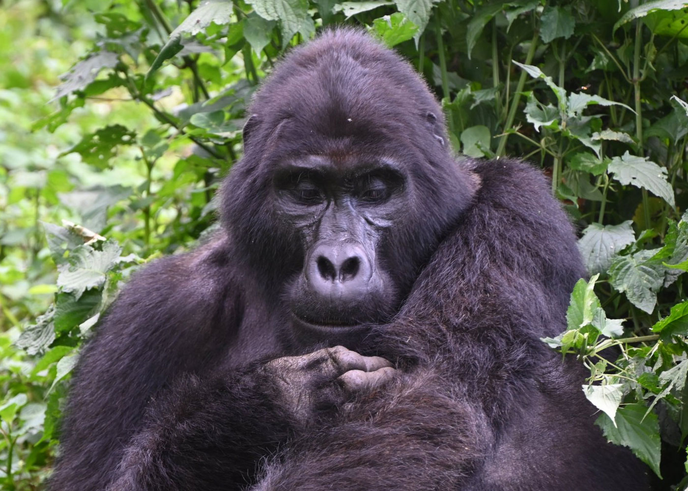 3-days-uganda-gorilla-trekking-safari