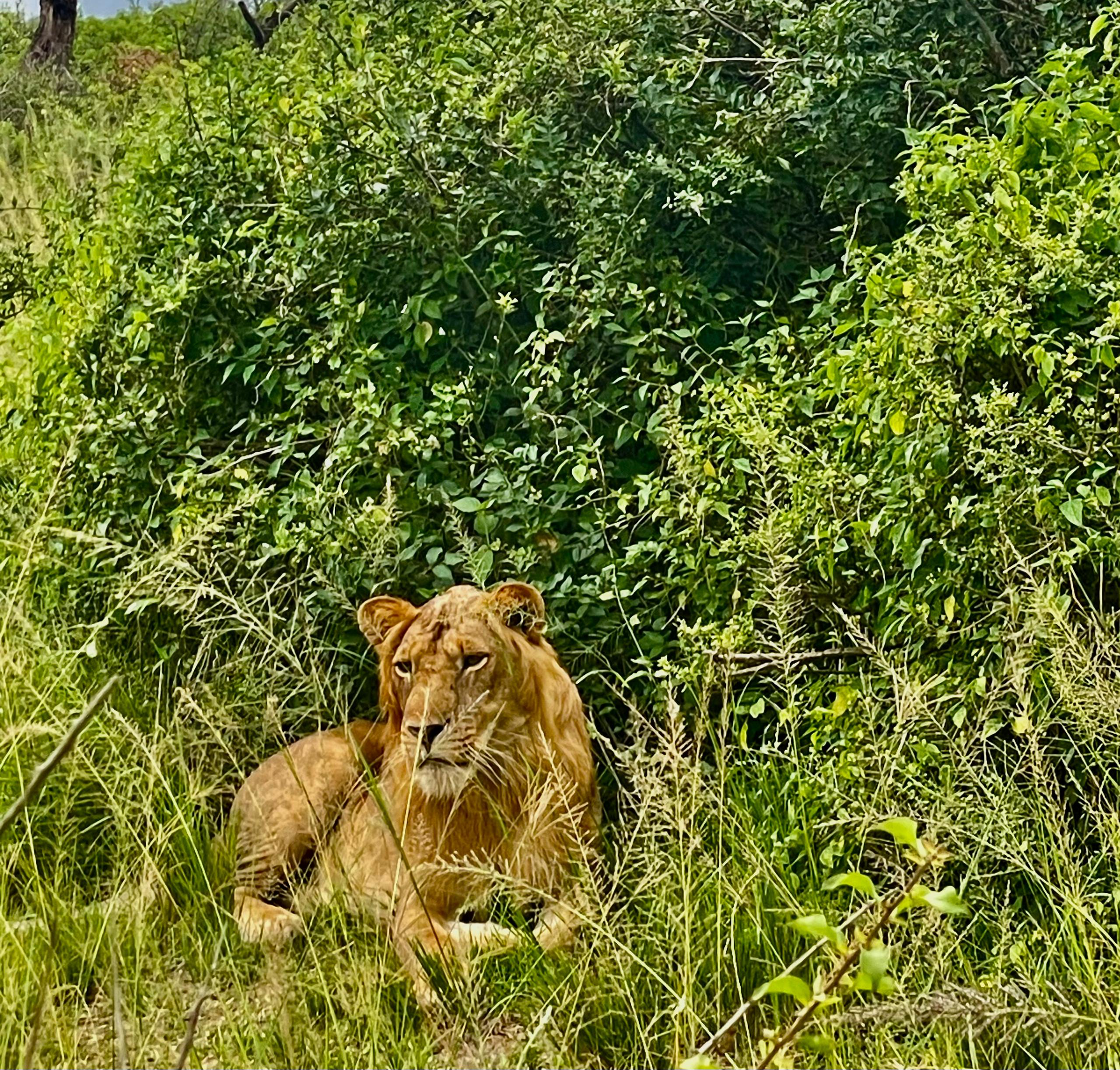A lion resting in the Mara Plains on a 4 day Maasai Mara Safari