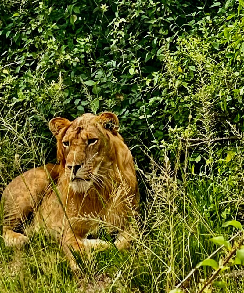 4-Days-Masai-Mara-Safari