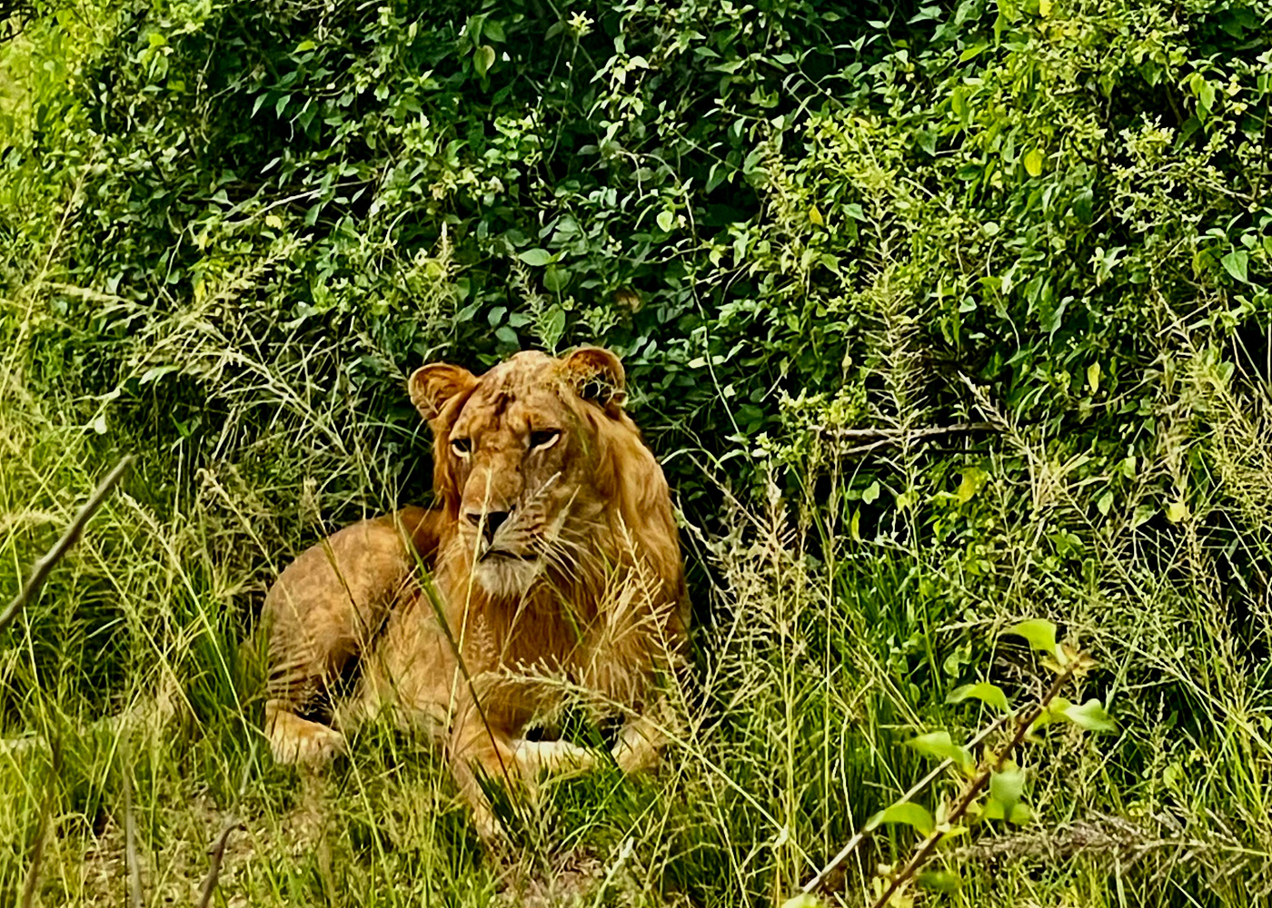 4-Days-Masai-Mara-Safari