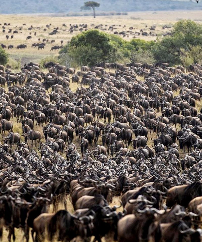 4-day-maasai-mara-wildebeest-migration