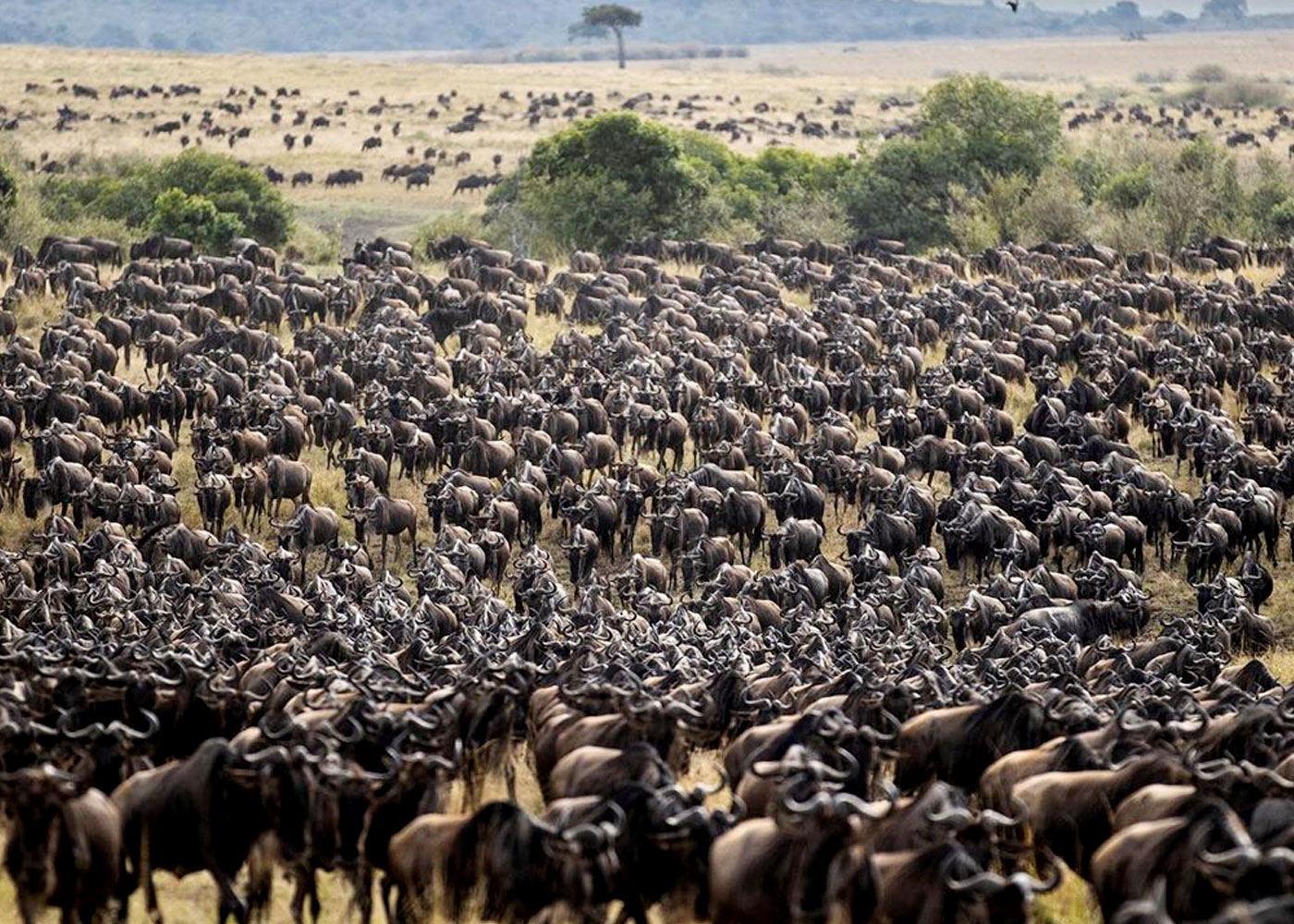 4-day-maasai-mara-wildebeest-migration
