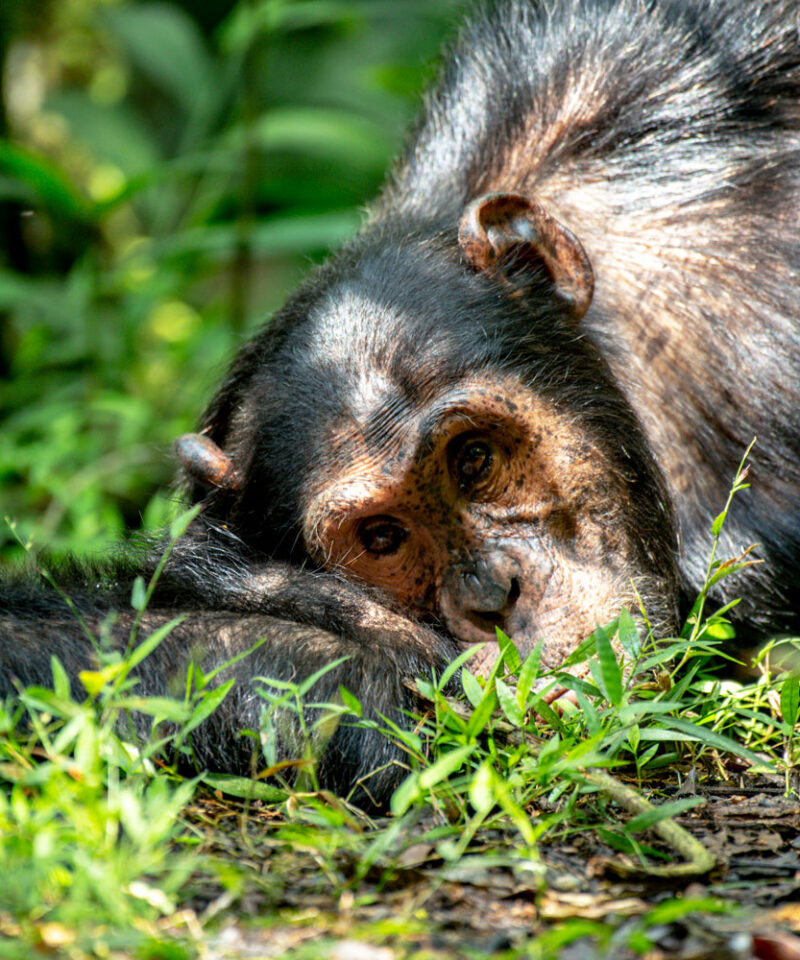 4-days-chimpanzee-tracking-and-queen-elizabeth-park