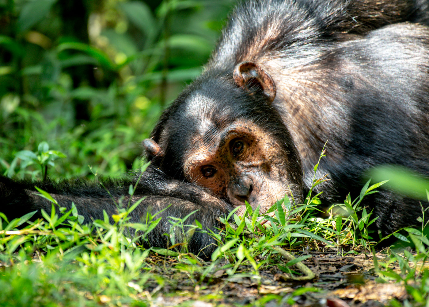 4-days-chimpanzee-tracking-and-queen-elizabeth-park