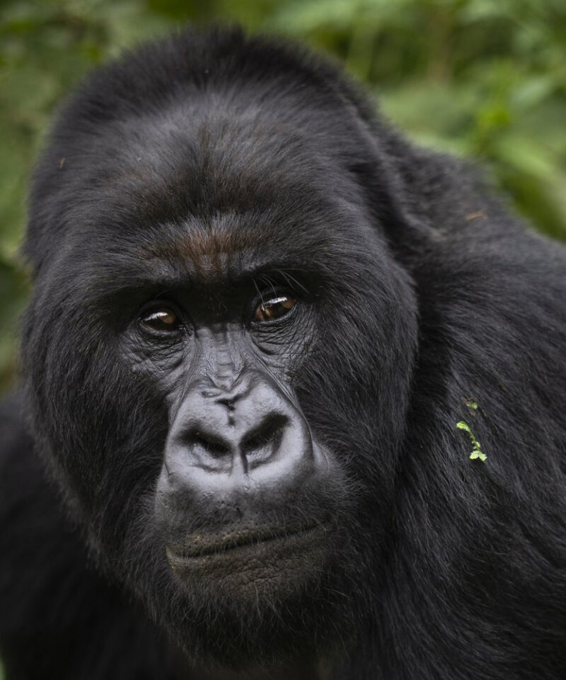 4-days-double-gorilla-trekking-in-uganda-and-rwanda