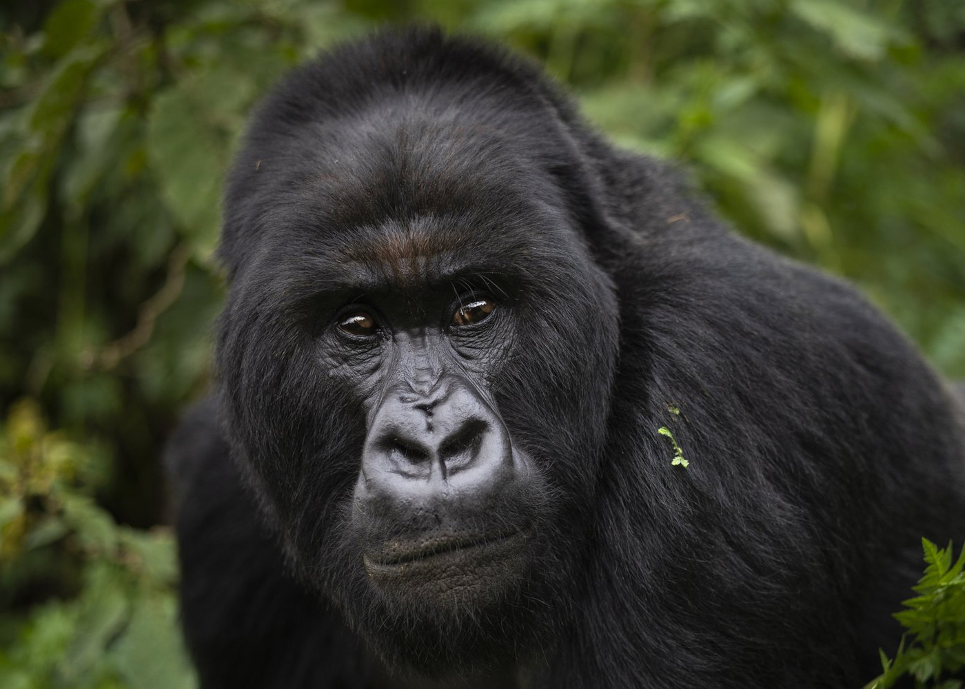 4-days-double-gorilla-trekking-in-uganda-and-rwanda