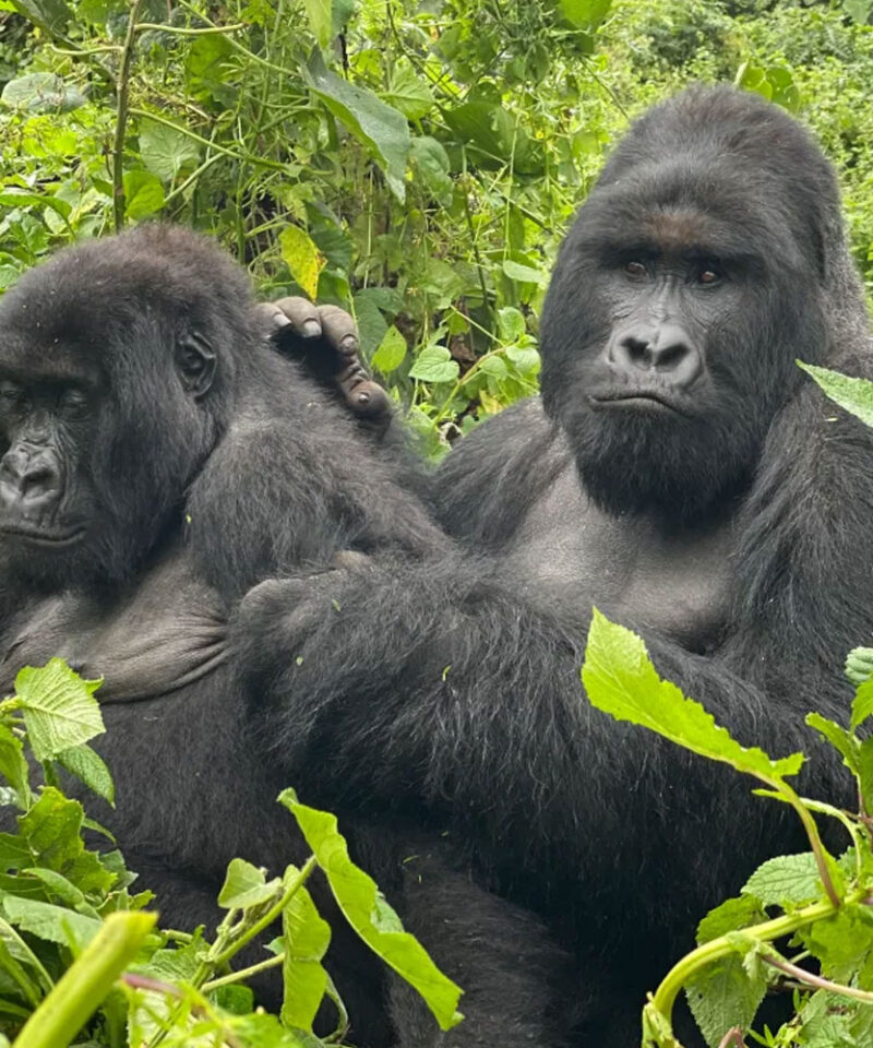 4-days-gorillas-and-chimpanzee-trekking