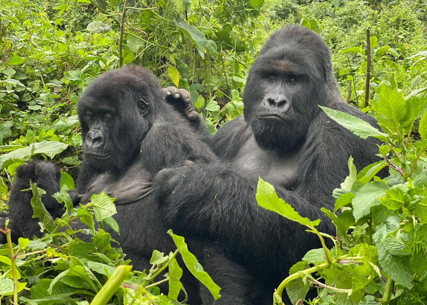 4-days-gorillas-and-chimpanzee-trekking