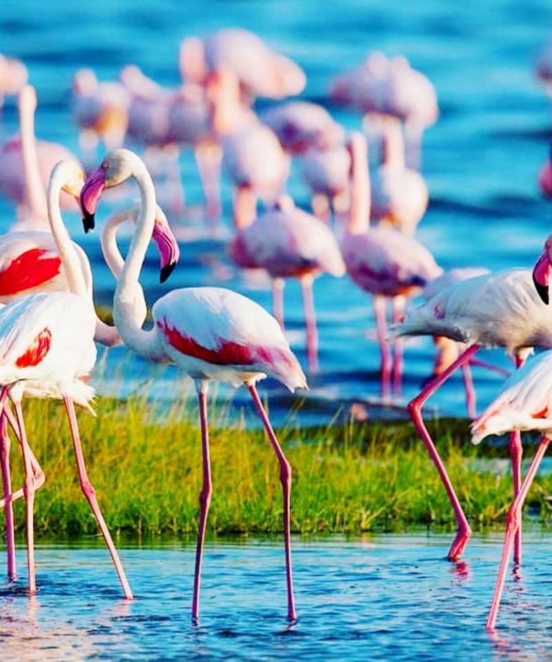 4-days-lake-nakuru-and-maasai-mara-safari