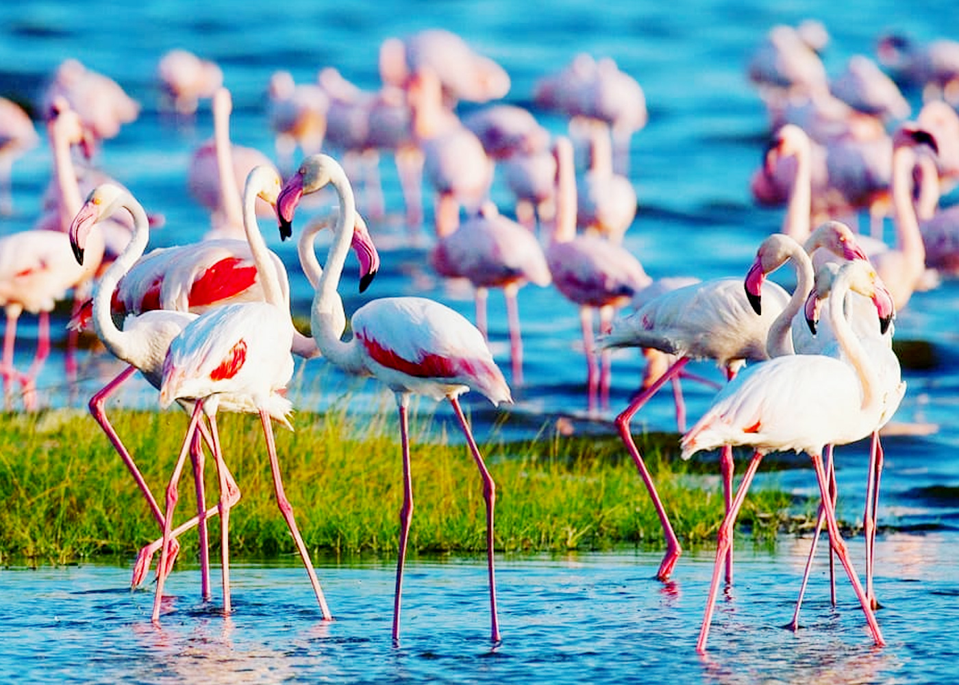 4-days-lake-nakuru-and-maasai-mara-safari