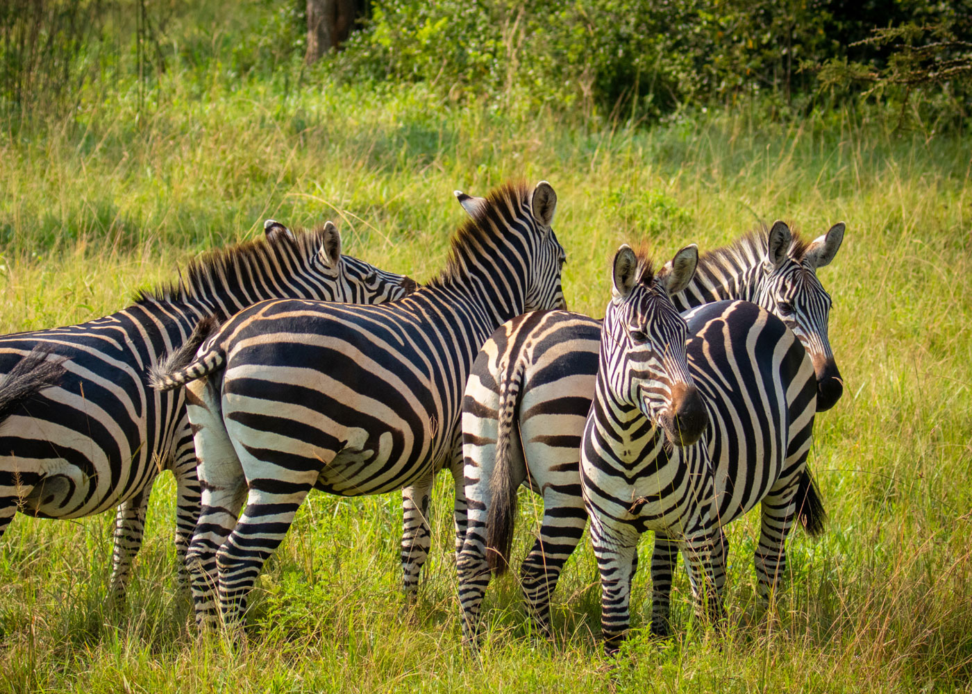 4-days-queen-elizabeth-and-lake-mburo