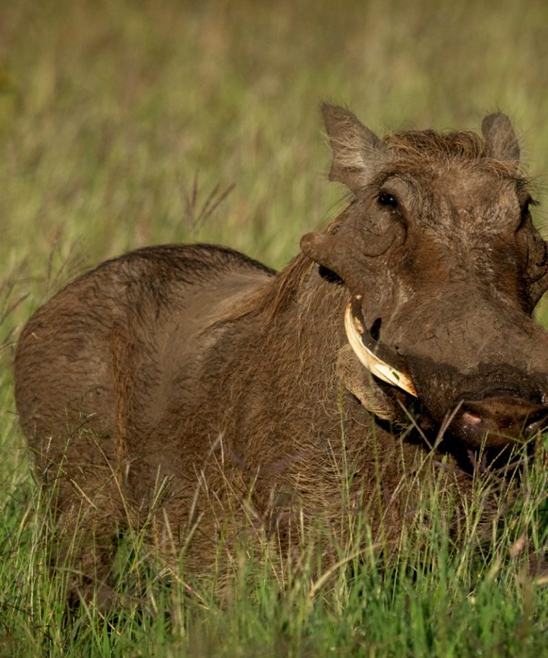 5-days-Kidepo-and-Sipi-Adventure