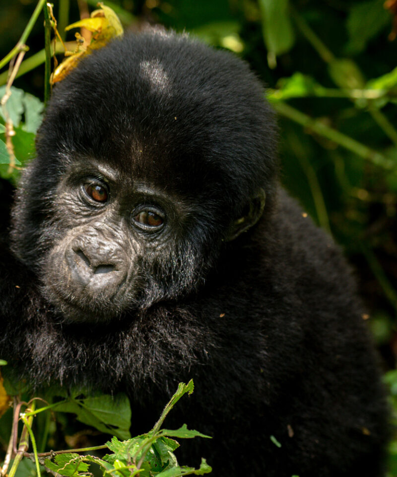 5-days-gorilla-tracking-and-queen-elizabeth-widlife-safari