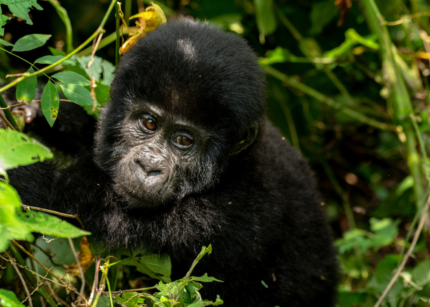 5-days-gorilla-tracking-and-queen-elizabeth-widlife-safari