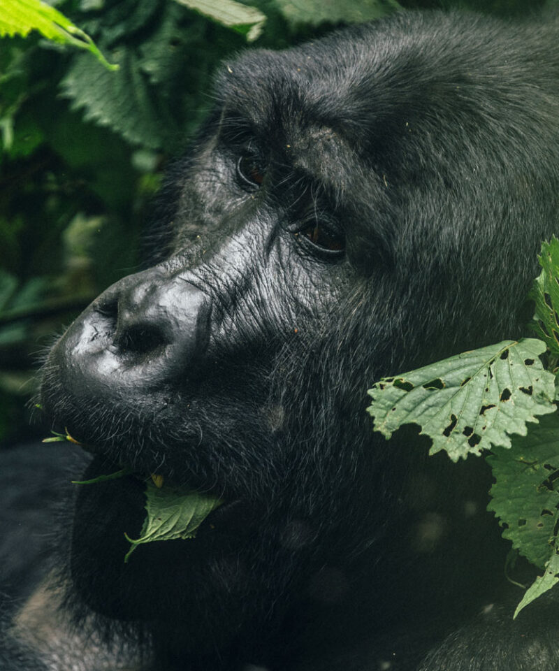 5-days-gorilla-trekking-queen-elizabeth-safari