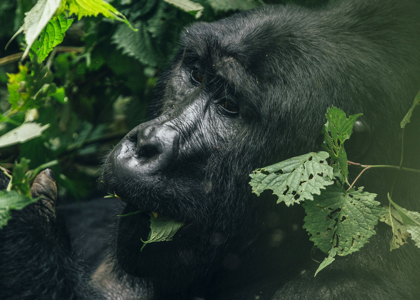 5-days-gorilla-trekking-queen-elizabeth-safari