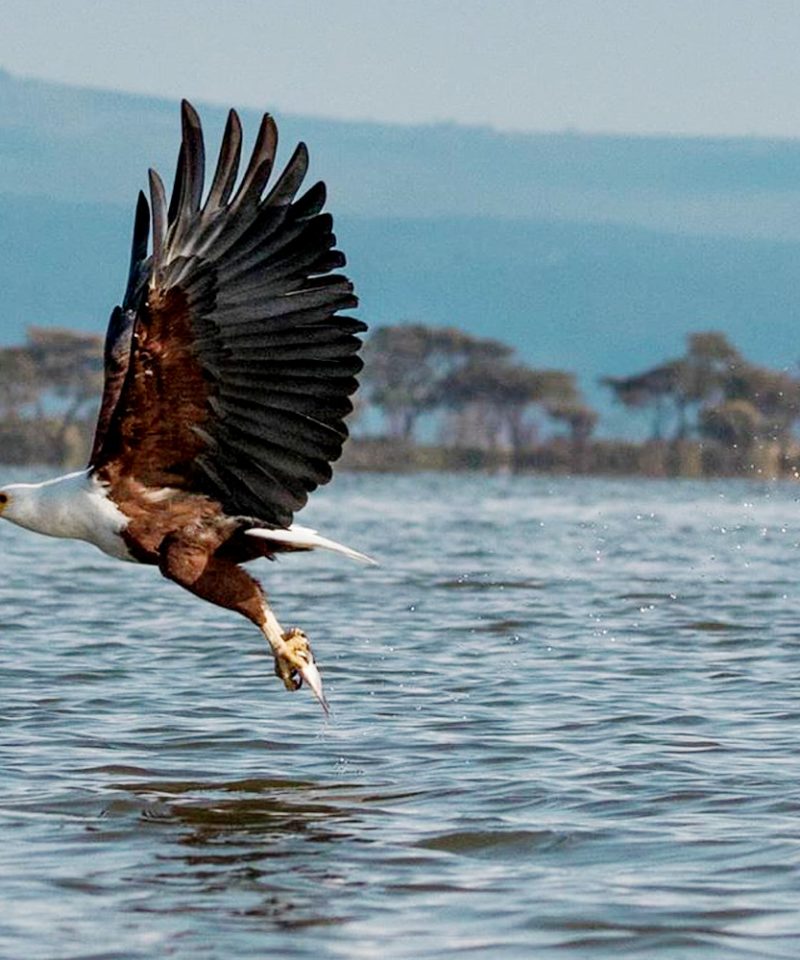 5-days-lake-naivasha-nakuru-and-maasai-mara