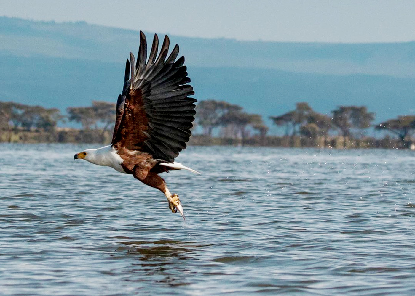 5-days-lake-naivasha-nakuru-and-maasai-mara