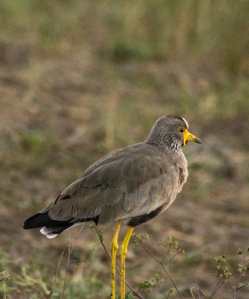 4 Day Birding Safari in Murchison Falls National Park - Vibrant Holiday Safaris