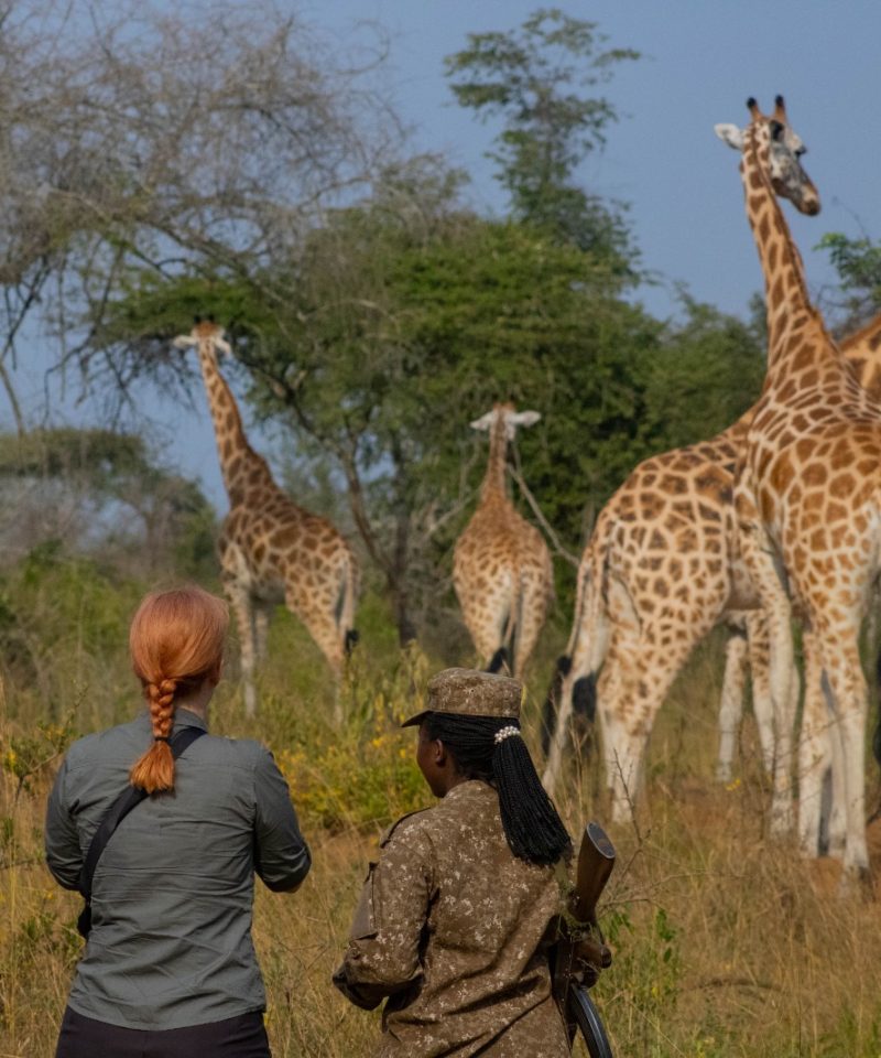 Enjoy a walking Safari on our 6 Day Wildlife Safari in Uganda - Vibrant Holiday Safaris