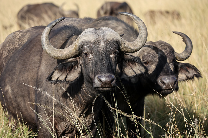 Watching buffaloes on a 6 Day Kenya Adventure is a thrilling wildlife experience - Vibrant Holiday Safaris