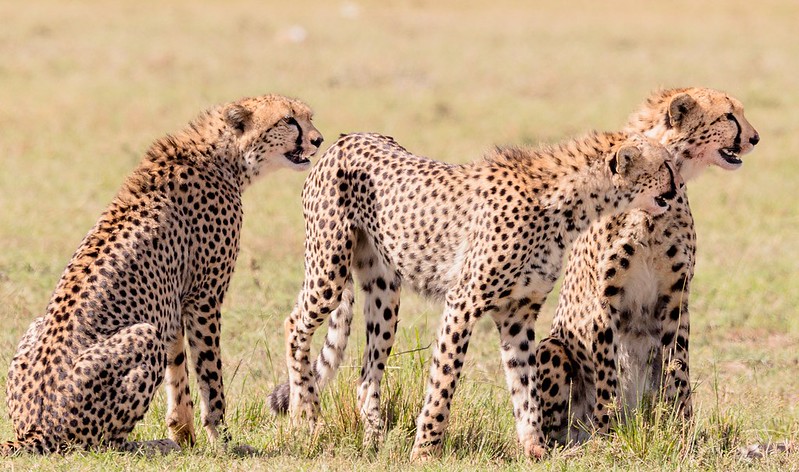 Cheetahs resting in Samburu National Park - 6-Day Safari in Aberdare Sweetwater’s Samburu and Lake Nakuru - Vibrant Holiday Safaris