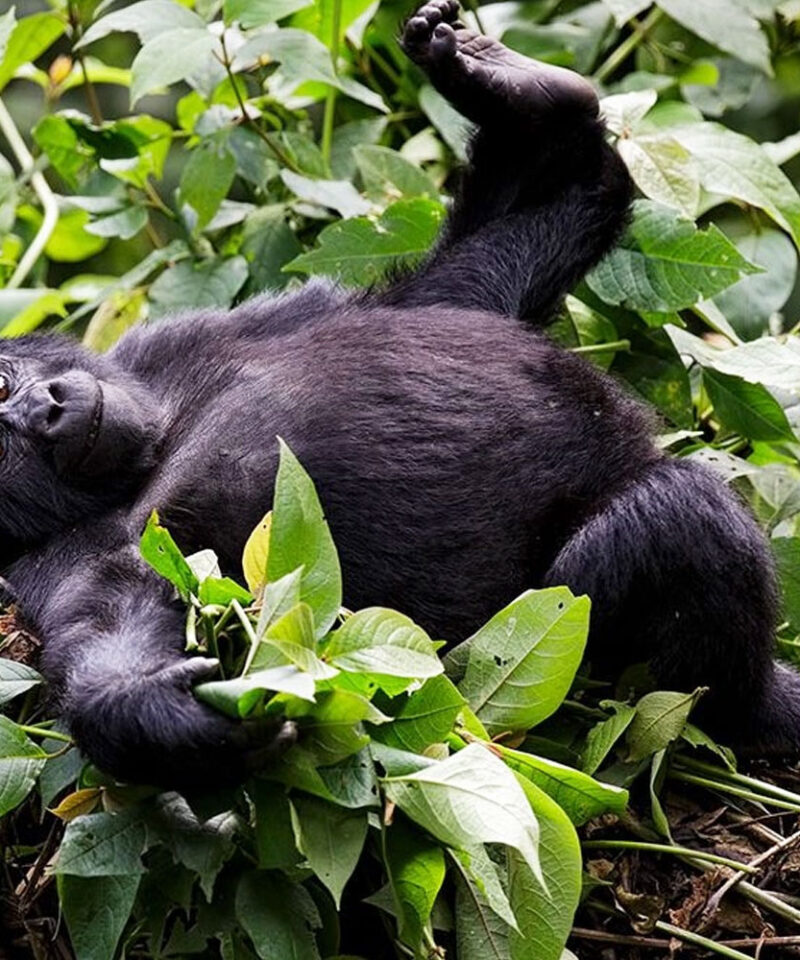 6-day-budget-friendly-african-safari-gorilla-trekking