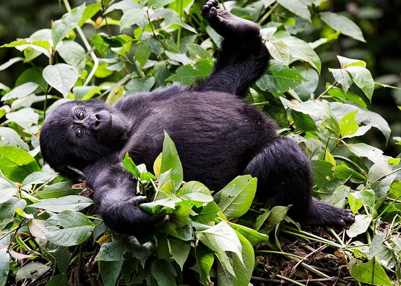 6-day-budget-friendly-african-safari-gorilla-trekking