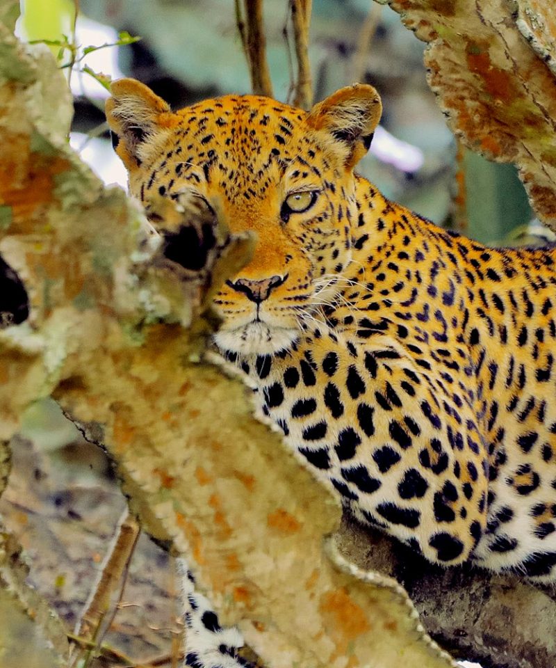 6-day-wildlife-and-birding-safari