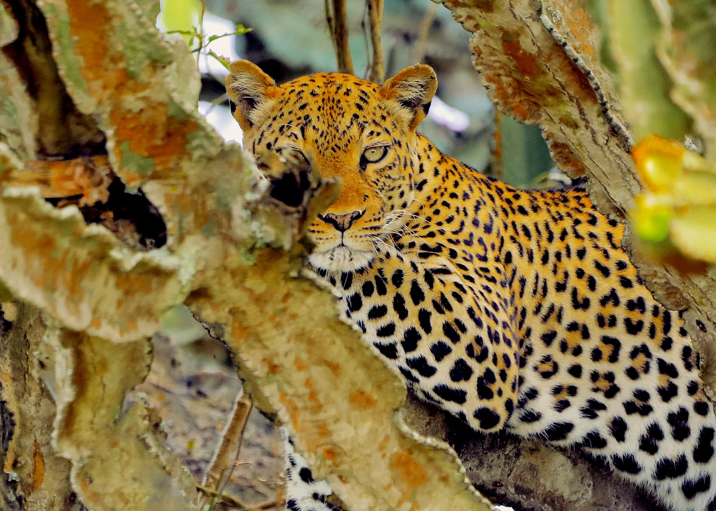 6-day-wildlife-and-birding-safari