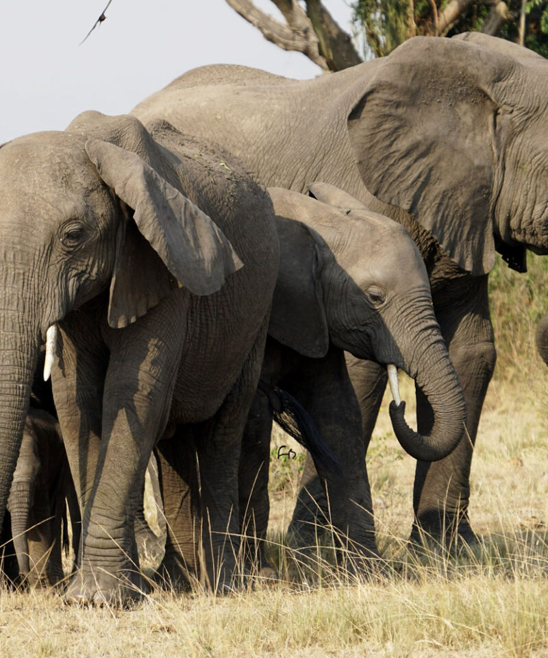 6-days-safari-in-murchison-falls-kibale-and-bwindi-national-park