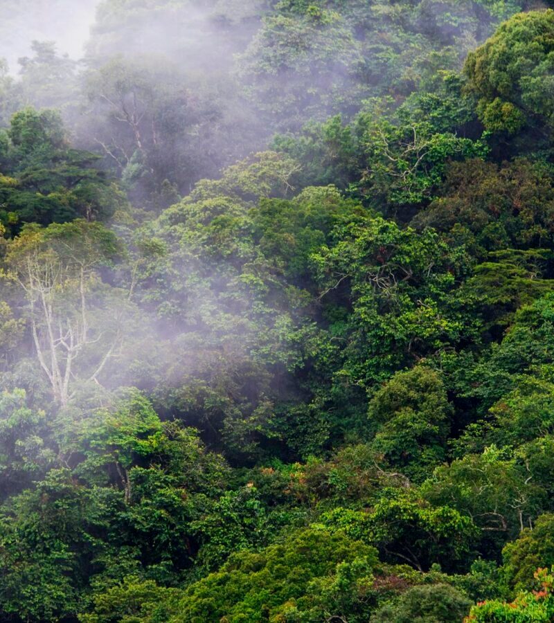 3 Day Chimpanzee Habituation Experience