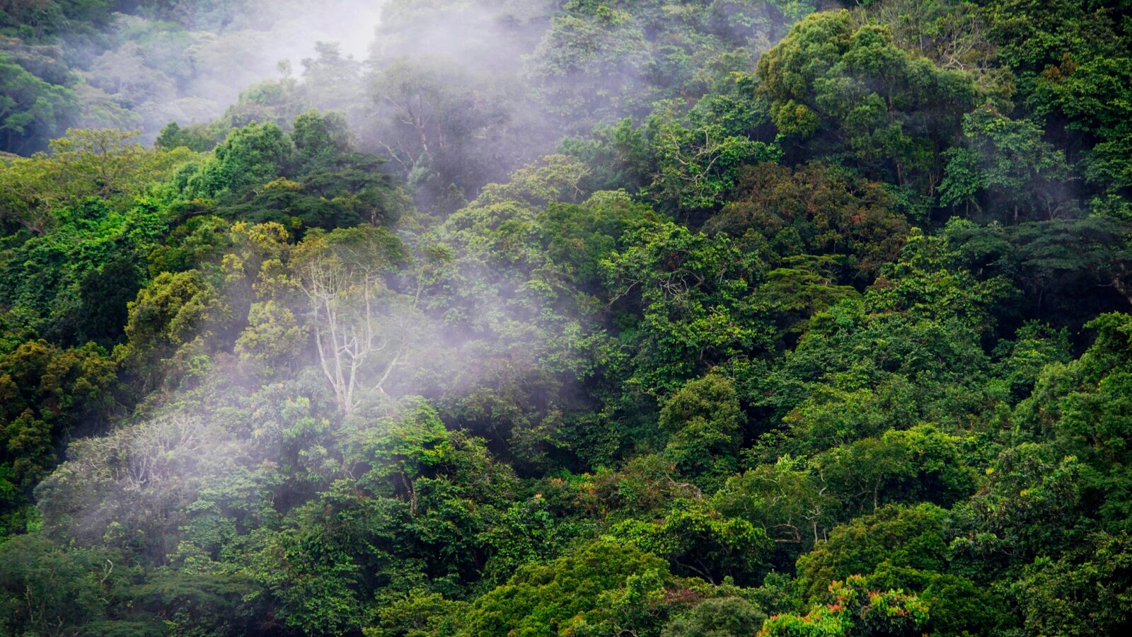 3 Day Chimpanzee Habituation Experience