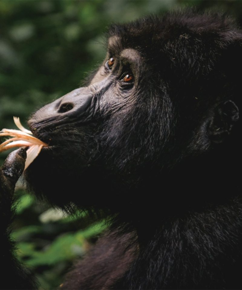 8 Days Ultimate Uganda Wildlife and Gorilla Safari - Vibrant Holiday Safaris