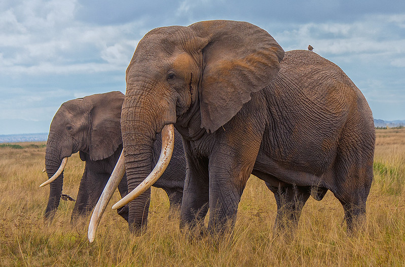 Elephants seen moving during a 7-Day Kenya Safari & Diani Beach Getaway