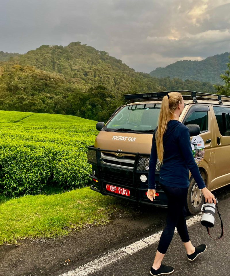 Exploring the Gisakura Tea Plantation on a 7 Days Best of Rwanda Safari